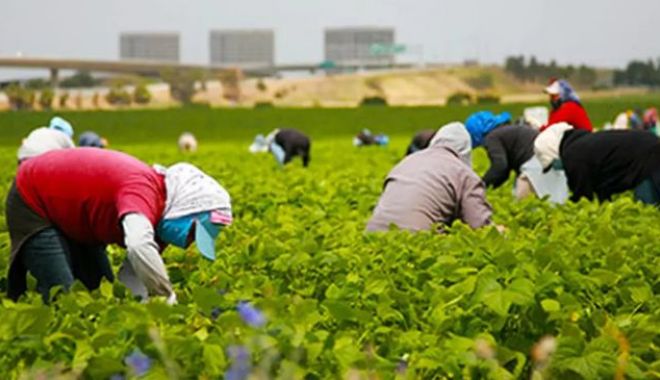 România, somată să transpună integral şi corect dispoziţiile Directivei privind lucrătorii sezonieri - 1-1710338085.jpg