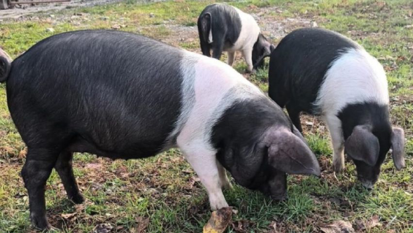 Pariul cu agricultura! Bani mai mulţi pentru crescătorii de porci din rasele Bazna şi Mangaliţa - 1-1712235363.jpg