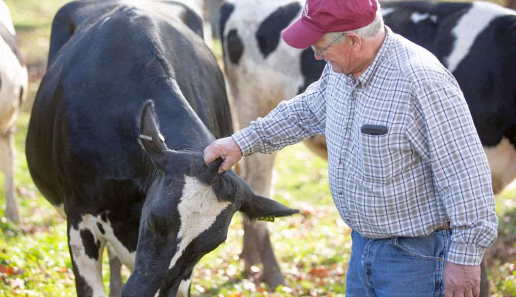 Sprijin financiar în valoare de peste 51 milioane lei pentru crescătorii de bovine - 1-1713351398.jpg