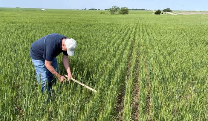 Agricultorii constănţeni îşi strigă durerea: 