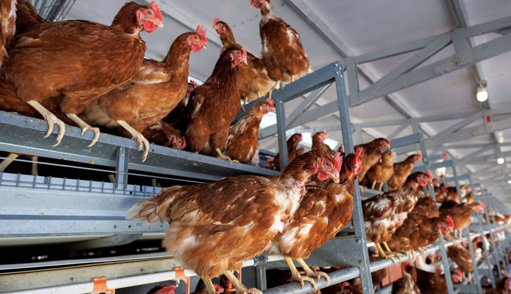 Fermierii vor primi subvenţia de 100 de euro începând de săptămâna viitoare - 1-1715339772.jpg
