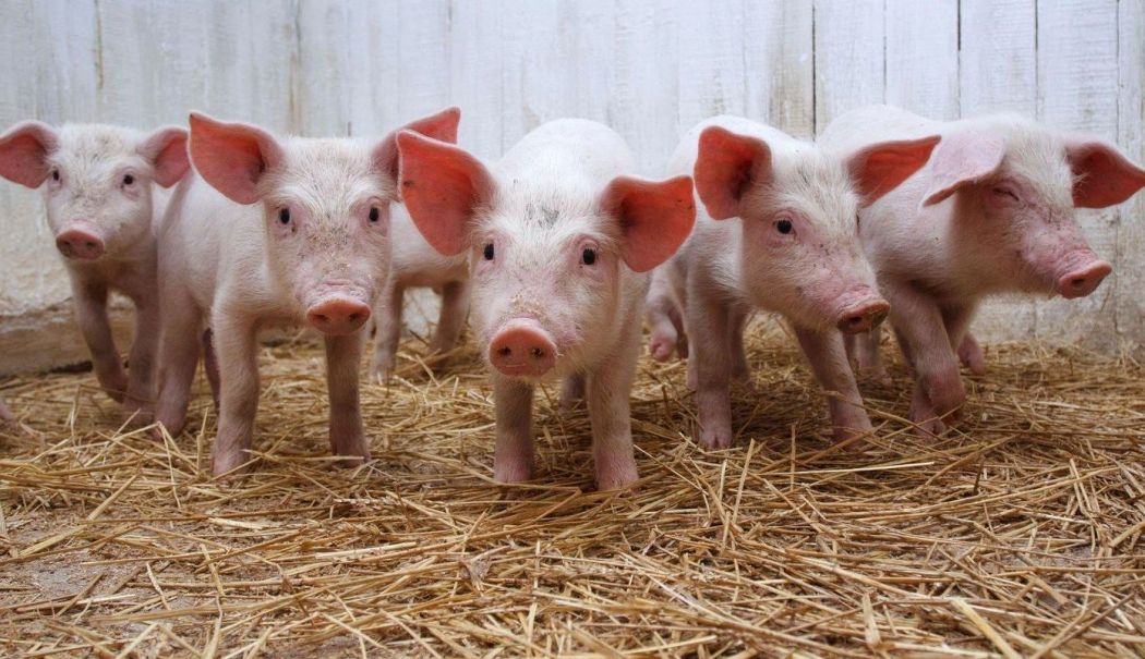Vremuri grele pentru crescătorii de porci. 