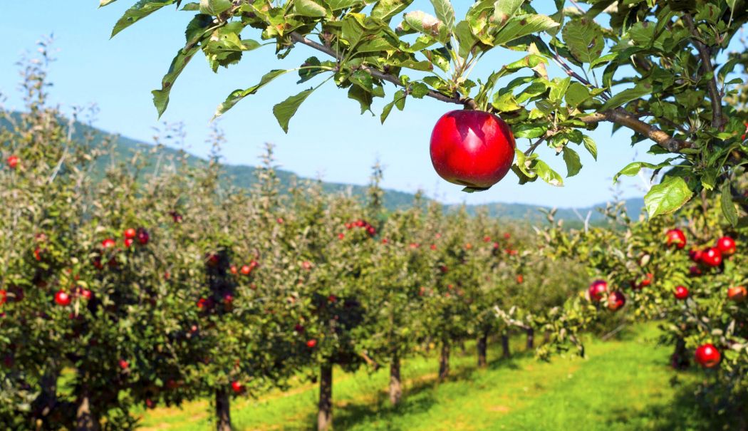 Ministerul Agriculturii a efectuat plăţi de peste 26 milioane lei pentru Campania 2023 - 1-1718189743.jpg