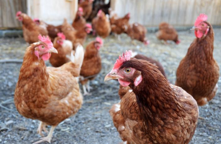 Registrul Comerţului, agricultură, credite consumatori. INFO economic - 1-1719574437.jpg