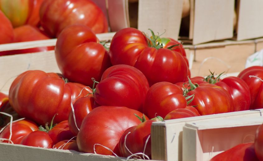 Bugetul Ministerului Agriculturii, suplimentat cu peste 180 milioane lei pentru plata sprijinului acordat pentru ciclul I de producţie la tomate