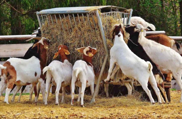 Gură de oxigen! Vin banii pentru crescătorii de animale din Constanţa - 1-1724839015.jpg
