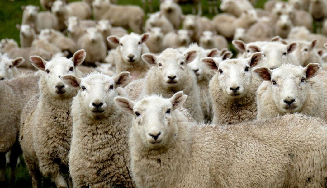 ANSVSA: Bulgaria a notificat primul focar de variolă ovină. Măsuri stricte de biosecuritate în ferme