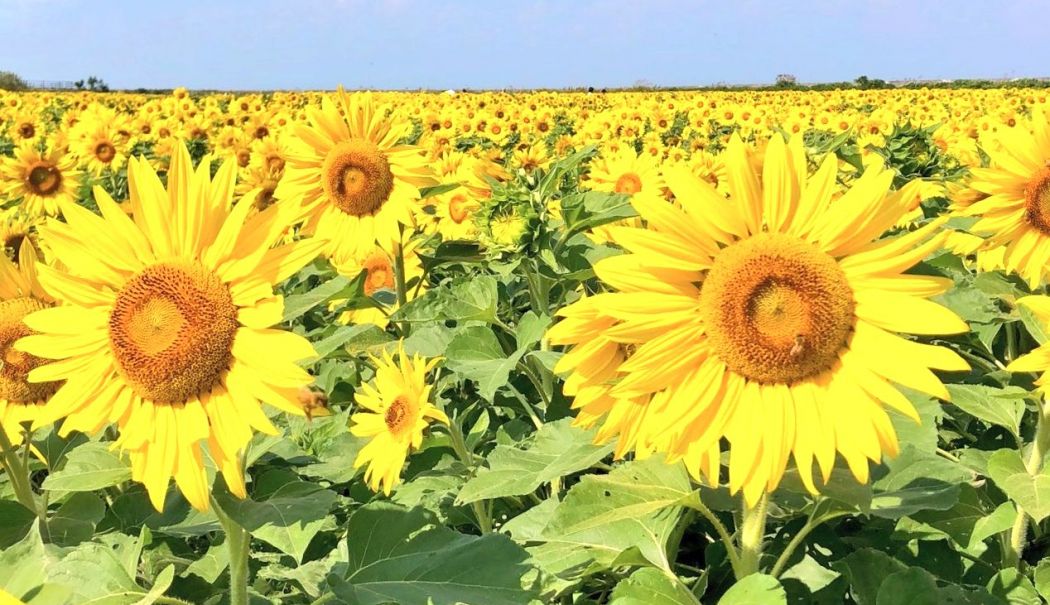 Depozitar Central, agricultură, energie. INFO economic - 1-1728460981.jpg