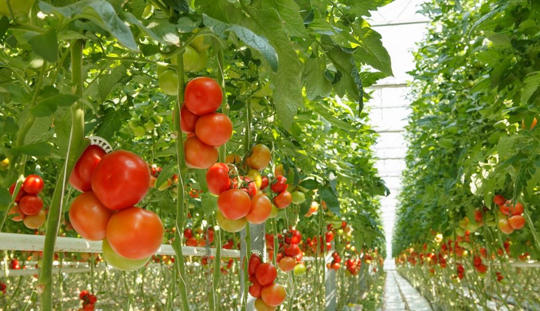„Undă verde” pentru banii fermierilor! Direcţiile agricole şi APIA vor efectua controale pe teren - 1-1730382253.jpg