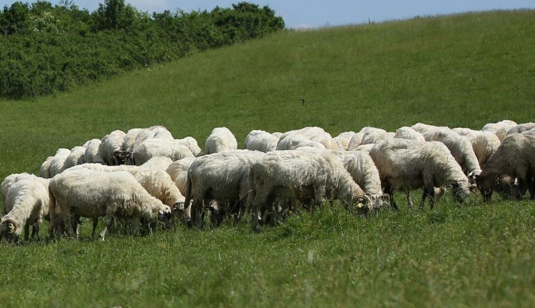 Crescătorii de animale din Constanţa pot depune cererile de acordare a ajutorului de stat - 1-1733143025.jpg