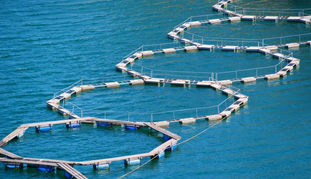 "Economia albastră"! Primele ferme în care se vor cultiva fructe de mare, pe litoralul românesc