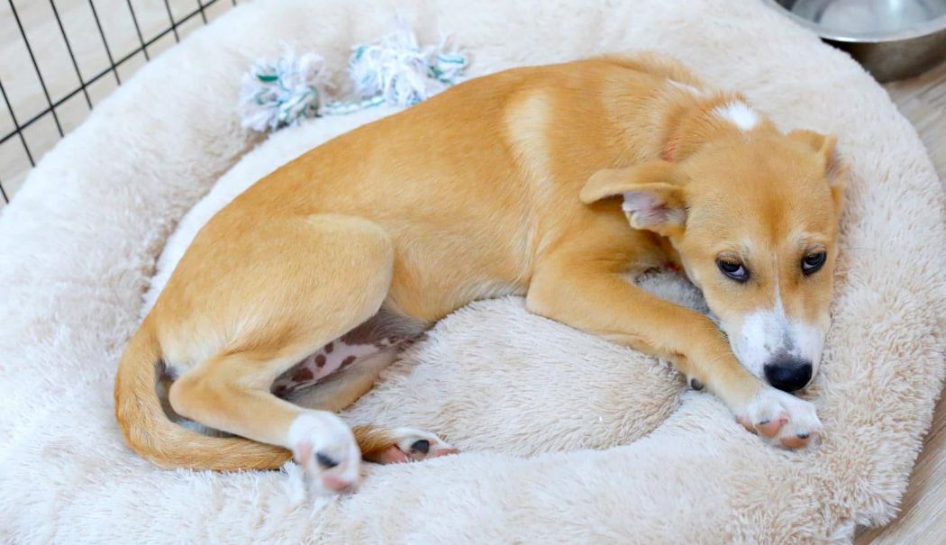 Care sunt drepturile și obligațiile legale ale deținătorilor animalelor de companie - 1-1734510549.jpeg