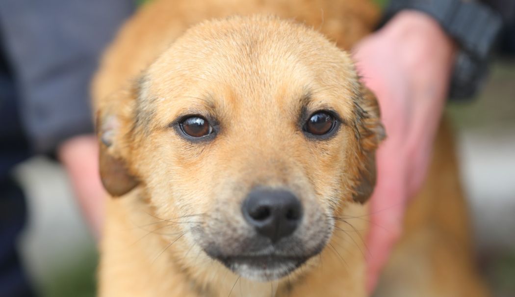 Microciparea și sterilizarea animalelor este o obligație a stăpânilor! - 1-1740995516.jpeg