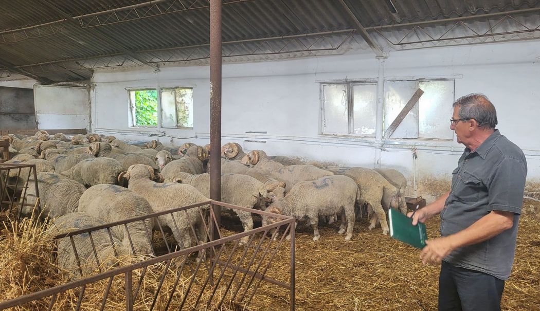 Sprijin de la stat pentru crescătorii de oi şi capre. „Decât deloc, sunt buni şi aceşti bani!” - 1-1745407901.jpg