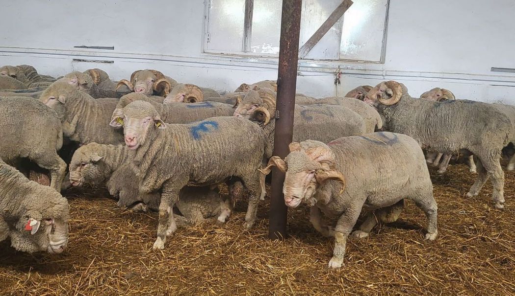 Piaţa ţigaretelor, agricultură, construcţii. INFO economic - 1-1756368408.jpg