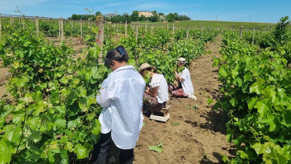 Recolte înjumătăţite! Îngheţul a făcut ravagii în podgorii, la Murfatlar - 1-1756988782.jpg