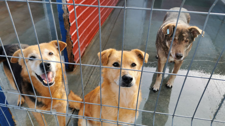 Câinii din adăposturi vor putea fi încredinţaţi spre îngrijire temporară înainte să fie adoptaţi