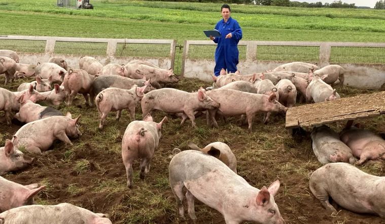 Vin banii pentru fermierii constănţeni. Cât încasează crescătorii de oi sau porci