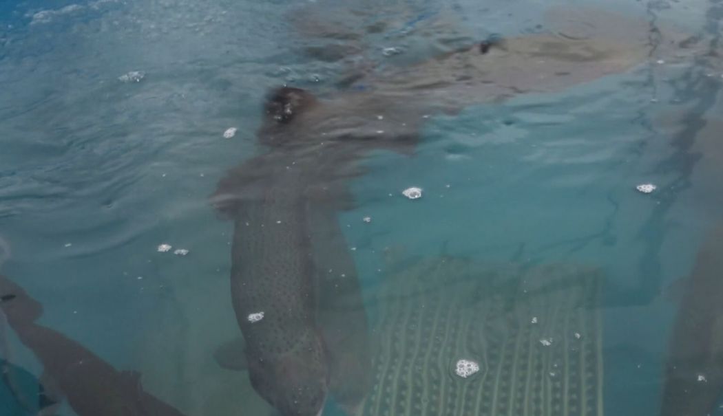 Păstrăv somonat în Marea Neagră. Un experiment românesc reușit la Constanța - 1-1759759355.jpg
