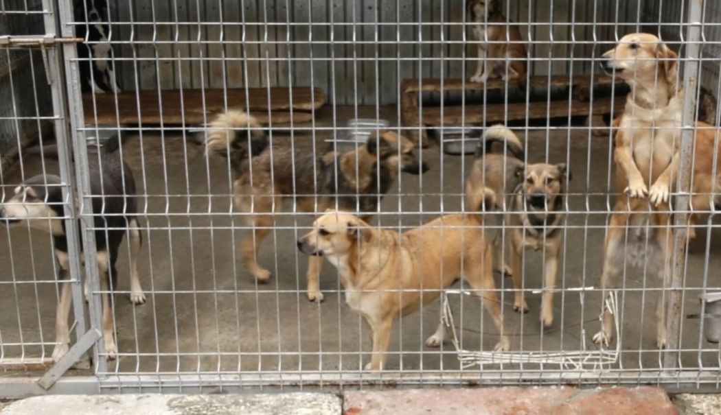 Peste 500 de câini din Constanța așteaptă o familie iubitoare - 1-1760624510.jpg