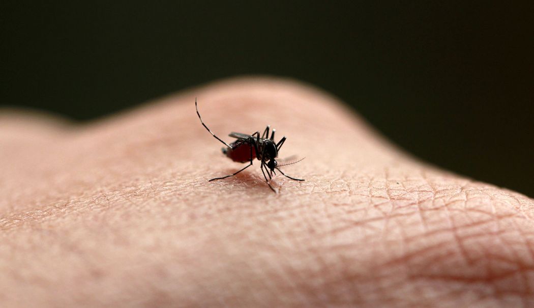 Un nou caz de West Nile în România. Un pacient este în stare gravă la ATI - 1-1760711845.jpg