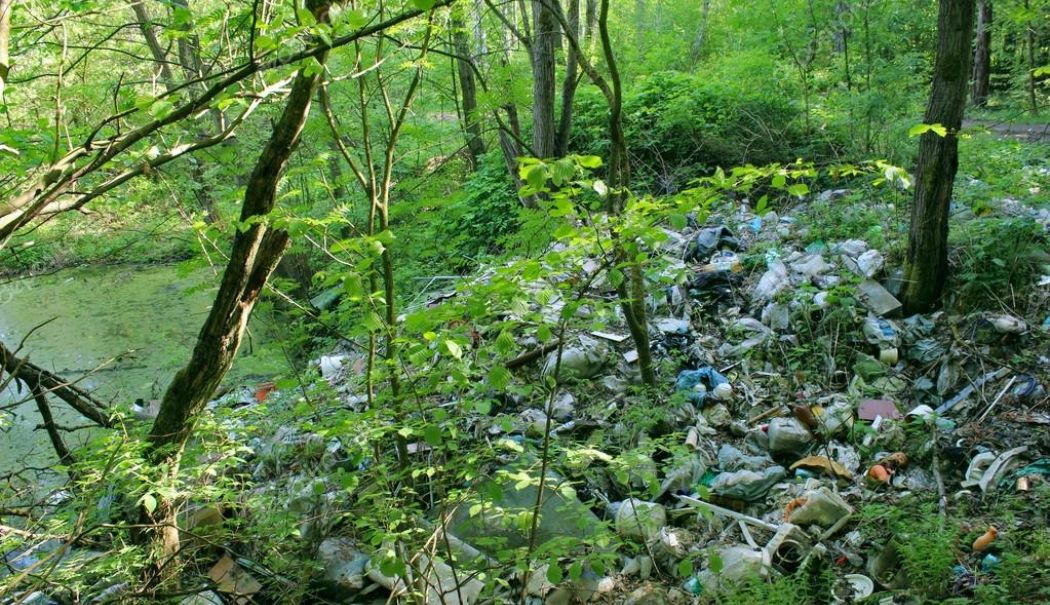 Amendă de 10.000 de lei pentru un bărbat care a aruncat deșeuri în pădure. Iată ce l-a dat de gol - 1-1760857139.jpg