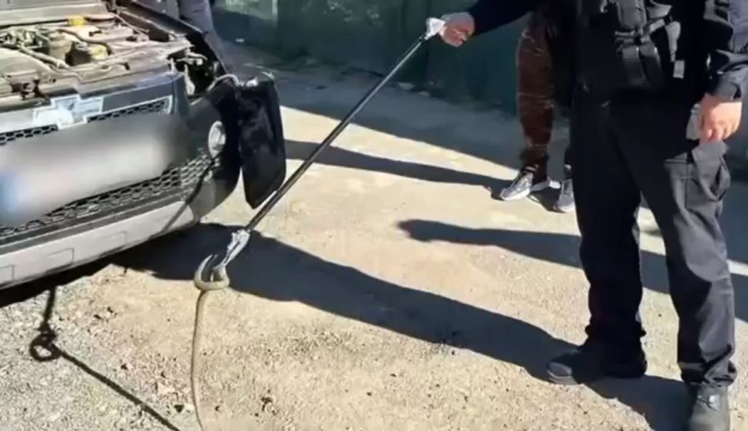 Un șofer s-a trezit cu șarpele pe parbriz în timp ce conducea - 1-1760977822.jpg