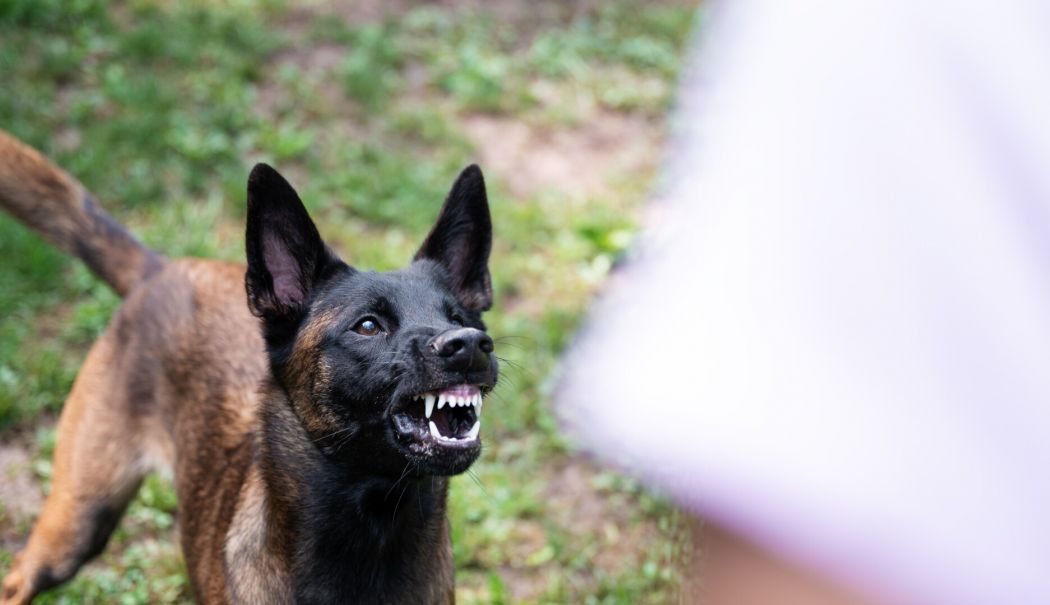 O bătrână de 85 de ani a murit după ce ar fi fost sfâşiată de câini. Poliţiştii au deschis un dosar penal - 1-1763886250.jpg