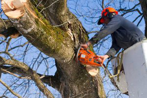 Tăierea abuzivă a arborilor din orașe ar putea fi pedepsită cu închisoare de până la trei ani - 1-1763897912.jpg
