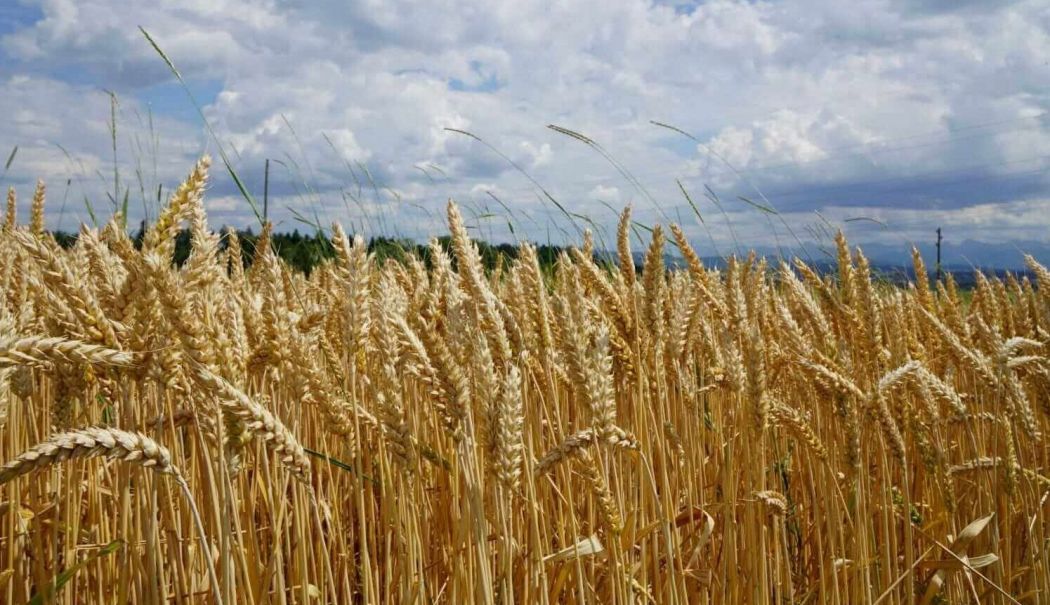 Cadastru, agricultură, datorie guvernamentală. INFO economic - 1-1765196661.jpg
