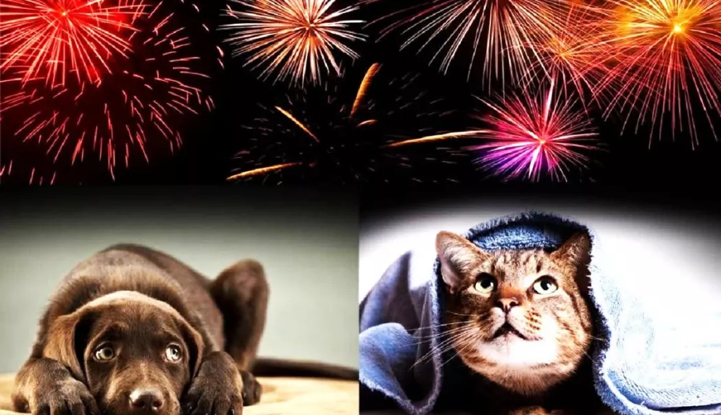 Bilanț tragic! Sute de animale s-au pierdut în noaptea de Revelion din cauza petardelor şi artificiilor