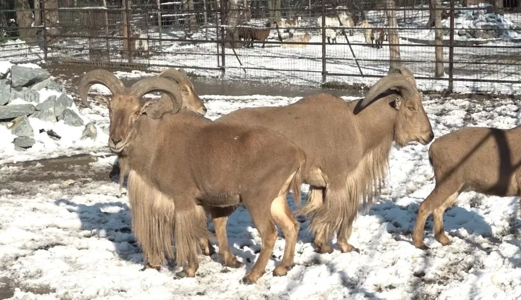 Gerul pune la încercare animalele de la Microrezervație. Ce măsuri s-au luat - 1-1768315459.webp
