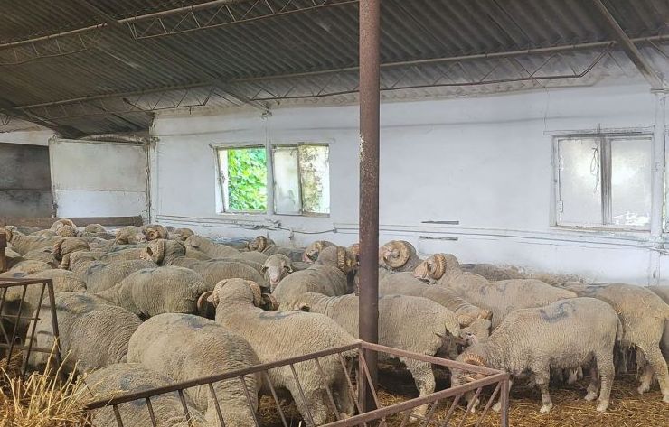 Bani de la stat pentru crescătorii de animale constănțeni. Ce condiții trebuie îndeplinite - 1-1778064017.webp