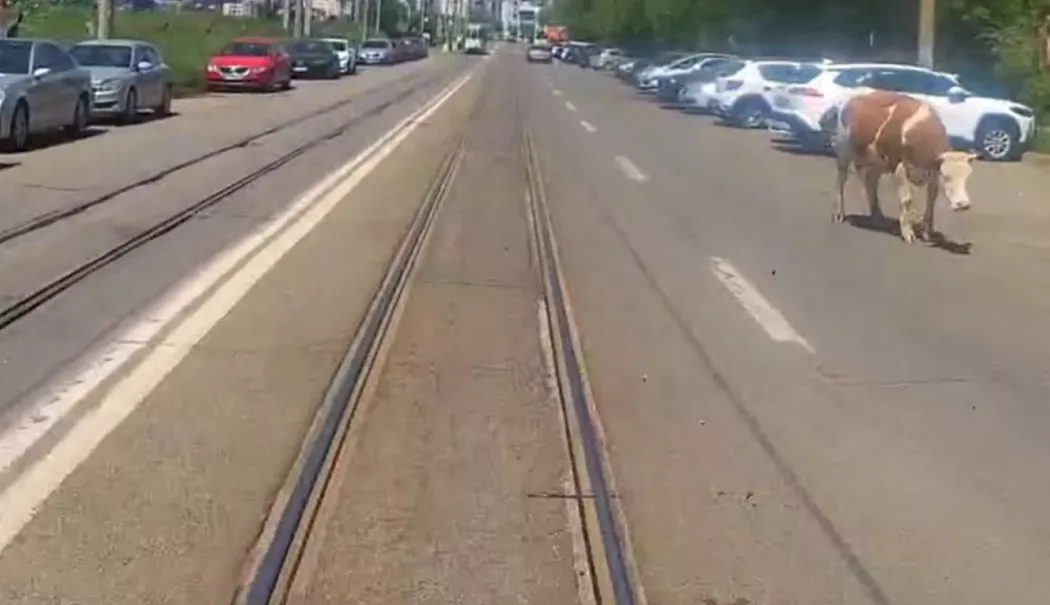 Apariție neașteptată în trafic. O vacă a traversat printre mașini și tramvaie