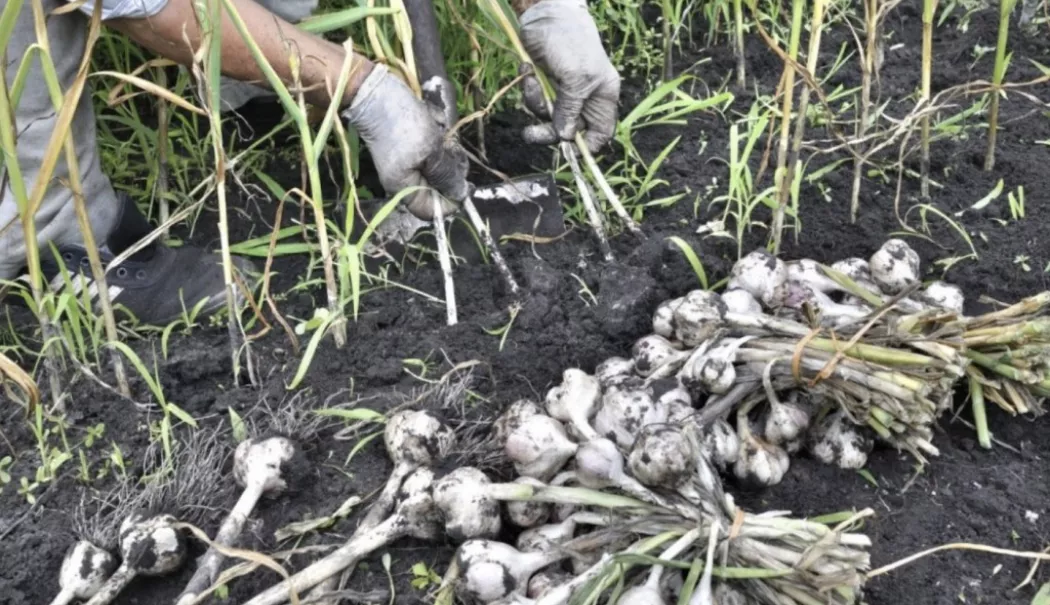 Sprijin pentru cultivatorii de usturoi. Fermierii pot primi până la 18.000 de euro