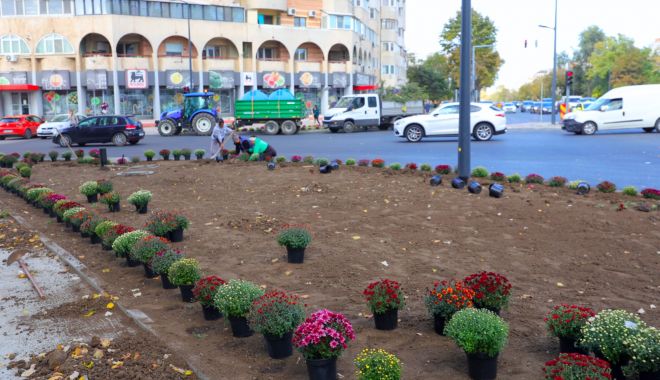 Încep plantările de toamnă la Constanța. 5000 de crizanteme vor înfrumuseța orașul - 1-3-1697721027.jpeg