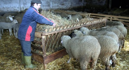 Zootehniștii vor putea accesa cea de-a doua tranșă a subvenției pe cap de animal - 101843f7beb9c2b9a7e49d72181f9b61.jpg