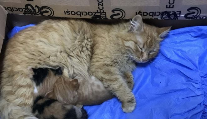 Daily Sabah: O pisică și-a dus puii bolnavi la un cabinet medical pentru oameni în Turcia - 103470-1617430888.jpg