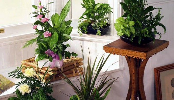 Plante care purifică aerul din locuințe - 10iunieplanteinterior-1370860775.jpg