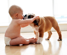 Animalul de companie,  acomodare cu mirosul bebelușului - 10maianimalcompaniebebe-1368186524.jpg