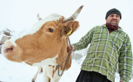 Sprijin pentru crescătorii de bovine din zonele defavorizate - 11-1317416545.jpg