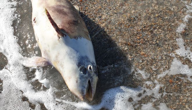 Un pui de delfin a fost găsit mort pe plaja din Mamaia
