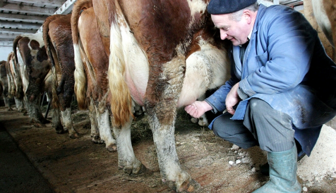 11.226 de producători de lapte primesc 5.448.041,5 euro - 11226deproducatori-1500213571.jpg