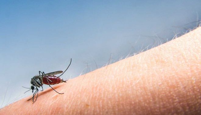 Încă o persoană a murit din cauza infectării cu virusul West Nile - 1132westnilevirusmakingitsfirsta-1536930050.jpg
