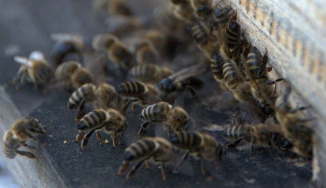 BBC: Cum colaborează albinele şi dronele la identificarea bombelor - 117513882beesbee4expproject-1617619275.jpg