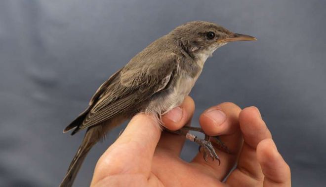 O nouă specie de pasăre pentru România, în rezervaţia ''Dunele Marine de la Agigea'' - 11aug2023frunzaritabalcania-1691768993.jpg