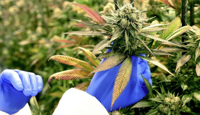 Cultură de cannabis, descoperită în subsolul unei clădiri; un bărbat a fost arestat - 1200x0-1685428358.jpg