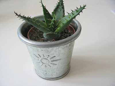 Aloe vera din ghiveciul tău - 13834577188ed3644a400-1322000102.jpg