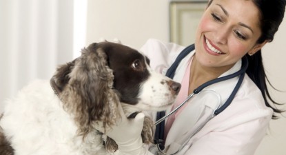 Veterinarul pe recepție - 1389f372d9685b20d2e3477c47ed568f.jpg