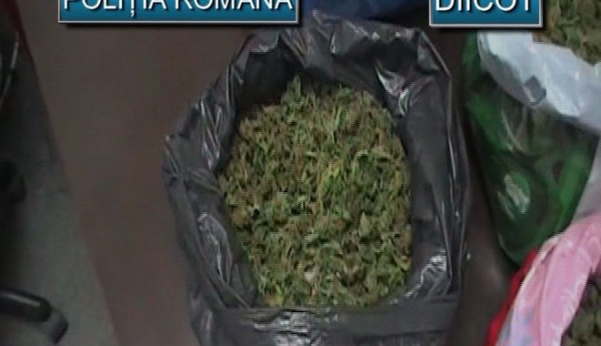 Ce a pățit constănțeanul care cultiva cannabis în podul casei VIDEO - 13noiembriecannabis-1321171813.jpg